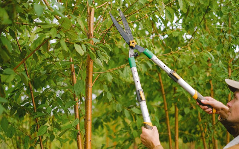 Tree trimming in Florissant, MO